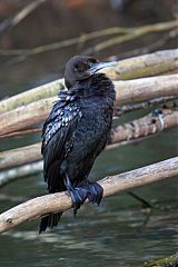 Little Black Cormorant